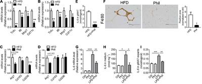 Phillyrin restores metabolic disorders in mice fed with high-fat diet through inhibition of interleukin-6-mediated basal lipolysis